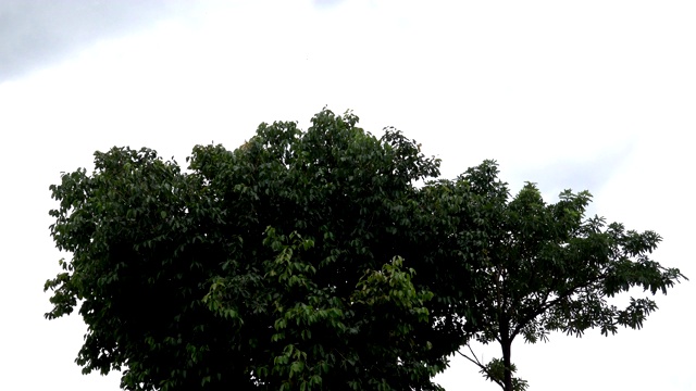 雨季的暴雨。视频素材