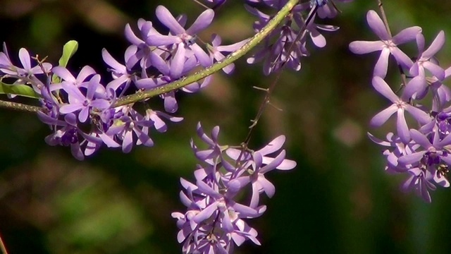 Full Bloom砂纸藤(Petrea volubilis)。紫罗兰色花朵的小枝。视频素材