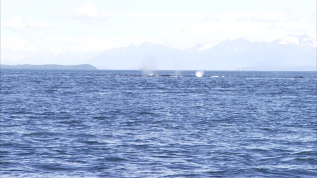 鲸鱼浮出海面。视频素材