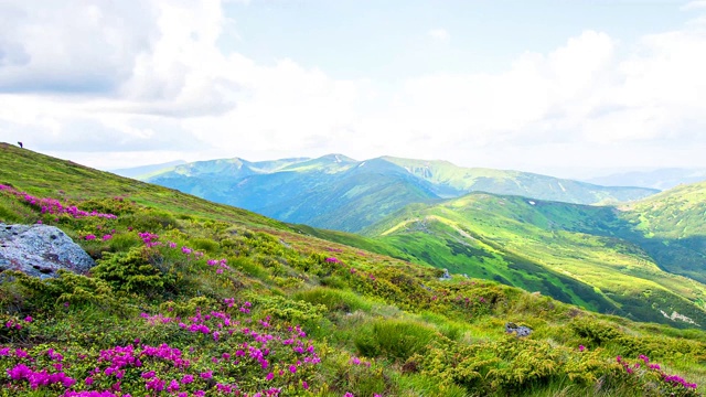 杜鹃花在日出的山峦中时光流逝视频素材