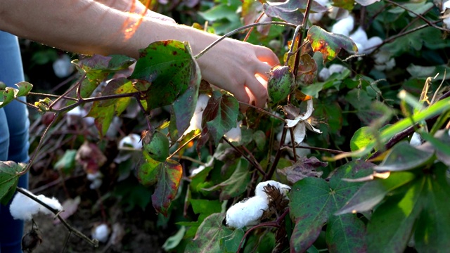 棉花收获。土耳其女收割机在棉花田里工作，手工劳动概念4k视频素材