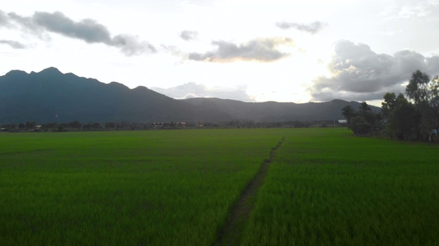4k无人机拍摄向前飞，稻田，影子阳光光，喜怒无常的天空，多云视频素材