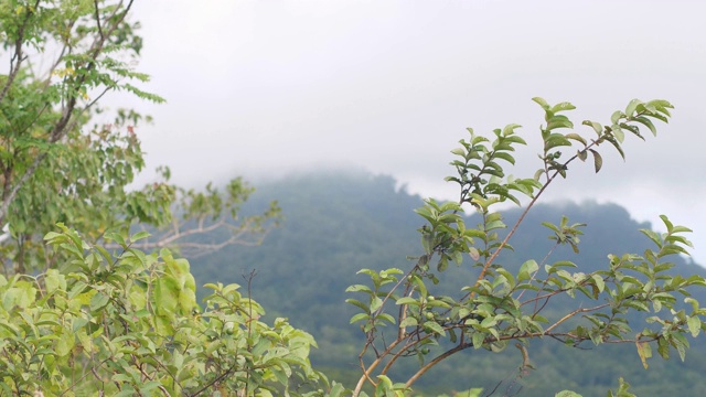 绿色覆盖的森林山在白色的雾透过树枝在森林。视频素材