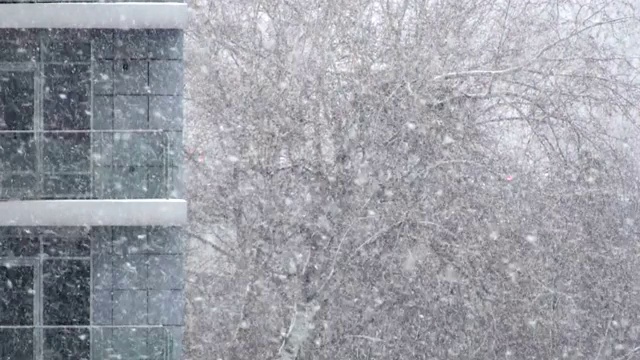 雪和风摇动着窗户背景下的一棵树视频素材