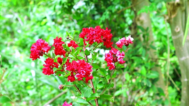 紫薇红花束盛开在花园里视频素材