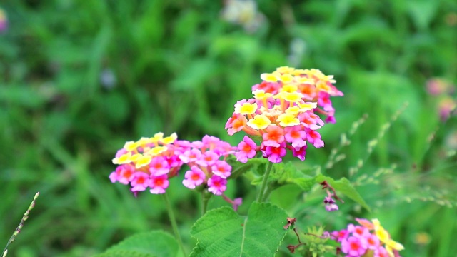 粉黄色马缨丹各种颜色的花朵在花园里以绿叶为背景视频素材