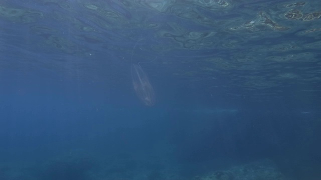 栉水母在阳光下的蓝色水中游泳。美国栉水母，疣状栉水母或海胡桃(Mnemiopsis leidyi)水下拍摄。地中海、欧洲。视频素材