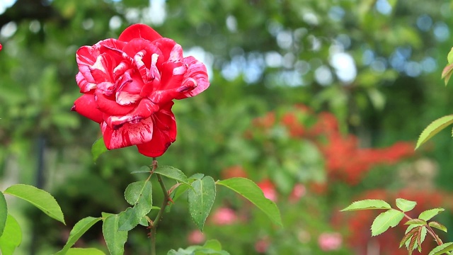 花园视频里的玫瑰细节视频素材