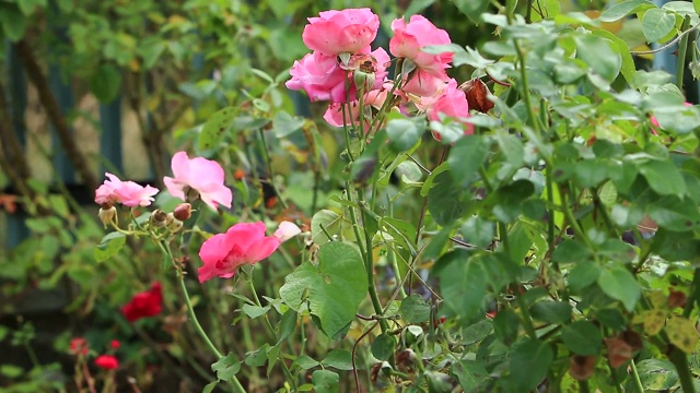 自家花园里盛开的玫瑰视频素材