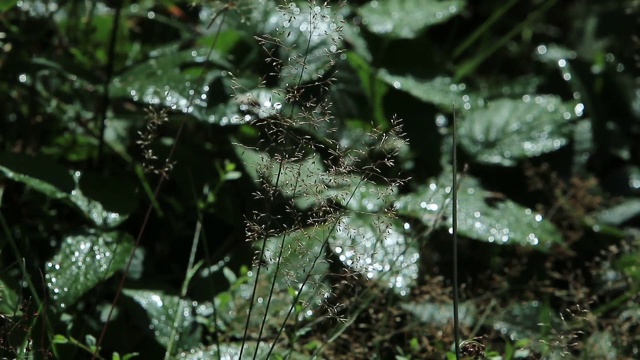 露水落在树叶和草上视频素材