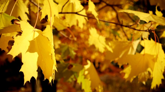 美丽多彩的秋天枫叶近了视频素材