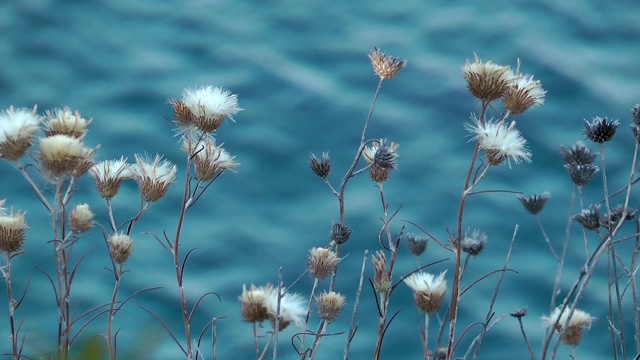 植物与蓝海视频素材