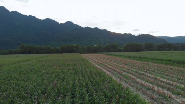 4k无人机拍摄多莉回，春光明媚，稻田和高山云天，亚洲景观，光影，树阴视频素材