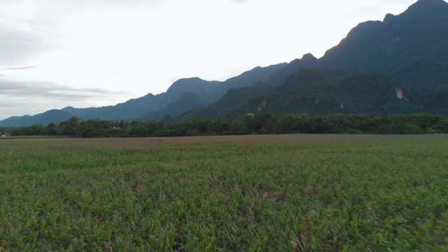 4k无人机拍摄多莉回，春光明媚，稻田和高山云天，亚洲景观，光影，树阴视频素材