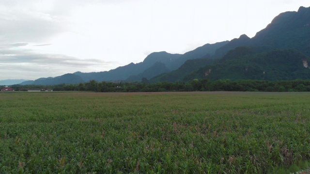 4k无人机拍摄，春光明媚，稻田和高山云天，亚洲山水视频素材