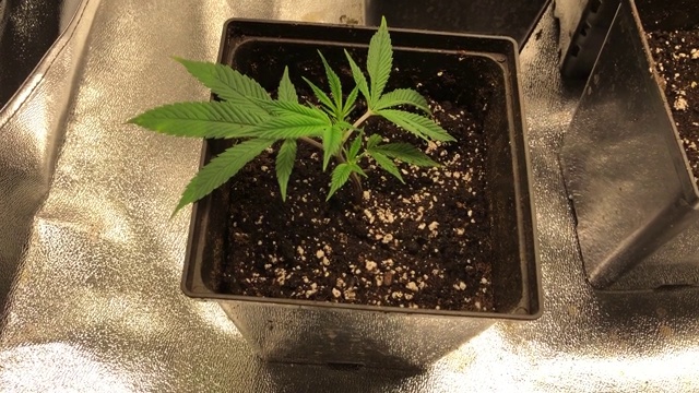 幼苗药用大麻克隆生长在室内视频素材