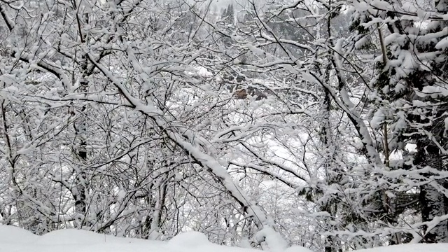 在冬天的森林里，下雪时树上的树枝被雪覆盖视频素材