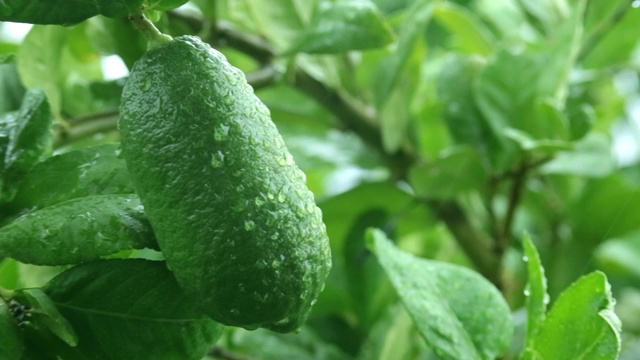 清晨雨后花园里的绿柠檬视频素材