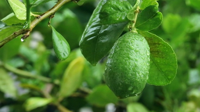 清晨雨后花园里的绿柠檬视频素材