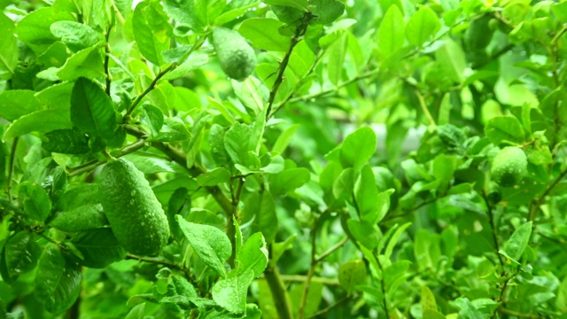 清晨雨后花园里的绿柠檬视频素材