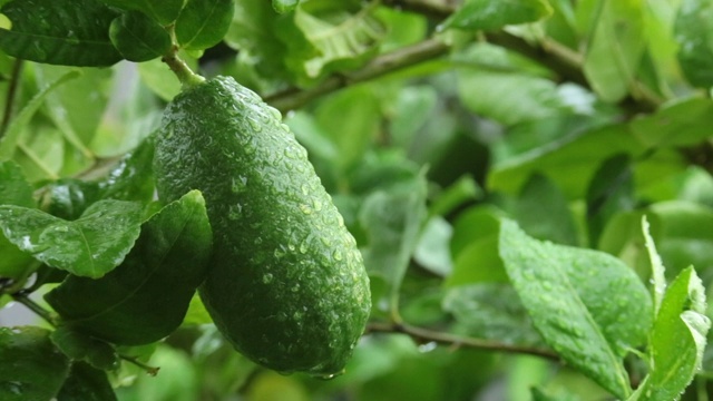 清晨雨后花园里的绿柠檬视频素材