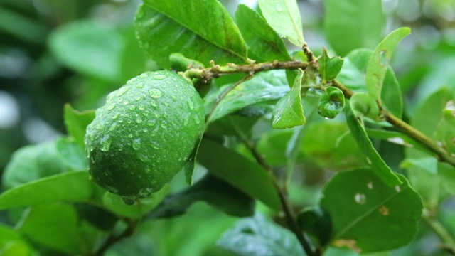 清晨雨后花园里的绿柠檬视频素材