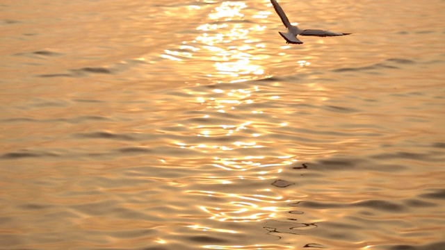 海鸥在空中飞翔伴着夕阳在海上视频素材