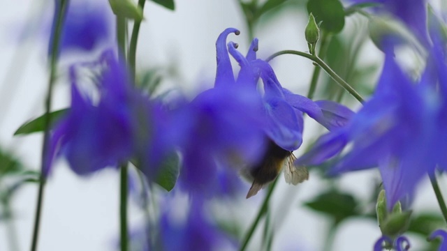 大黄蜂在水仙花上视频素材