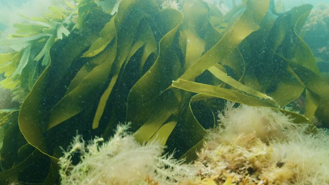 海带和海藻视频素材