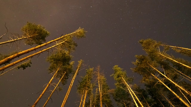 松树林中的星夜视频素材