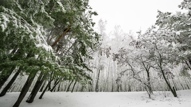 雪中的冬日森林视频素材