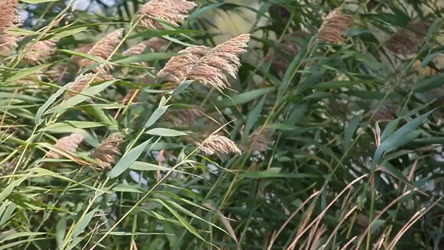 甘蔗风暴风树的背景视频素材