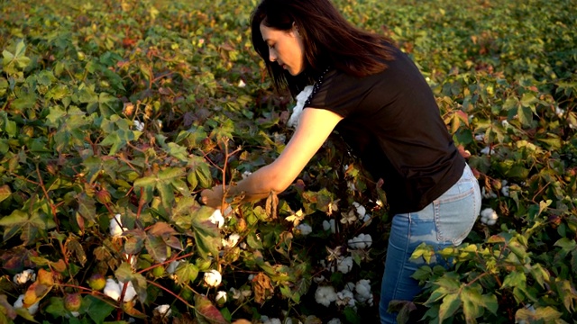 棉花收获。土耳其女收割机在棉花田里工作，手工劳动概念4k视频素材