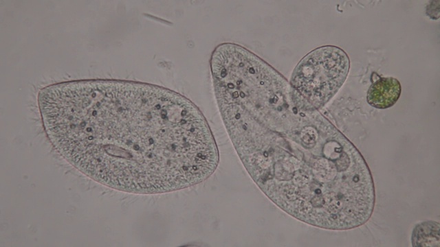 尾草履虫是显微镜下的单细胞纤毛原生动物和细菌属。视频素材