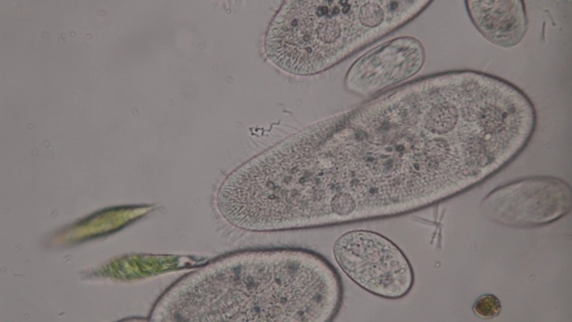 尾草履虫是显微镜下的单细胞纤毛原生动物和细菌属。视频素材