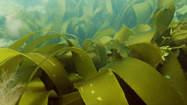 海带，海带和海藻视频素材