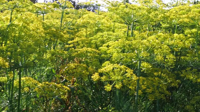 绿莳萝茴香花视频素材