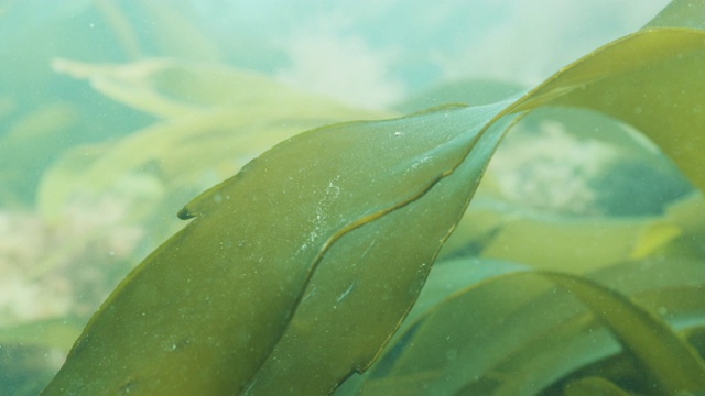 海带随水流移动视频素材