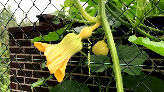 在有机蔬菜园里种植南瓜。有机生态农业。健康天然的食物生长。视频素材