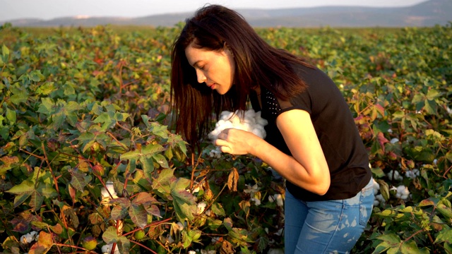 棉花收获。土耳其女收割机在棉花田里工作，手工劳动概念4k视频素材