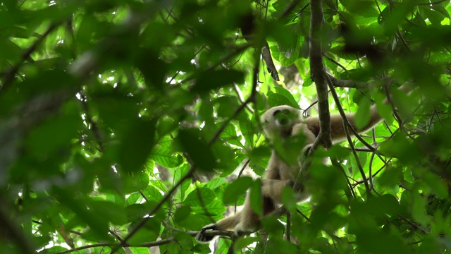 白手长臂猿在森林的树上唱歌。泰国。视频素材