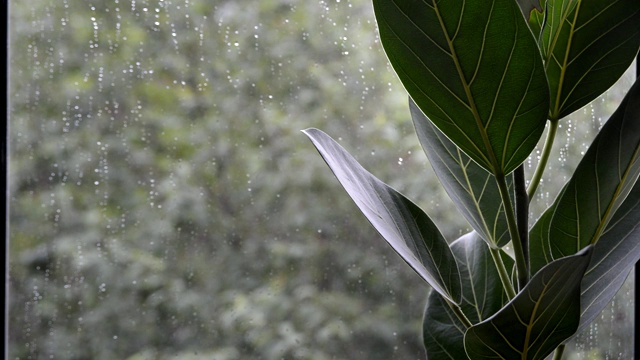 室外阴雨天气下的榕树叶子视频素材