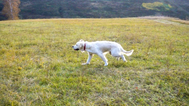 金毛猎犬在野外奔跑，慢镜头视频素材