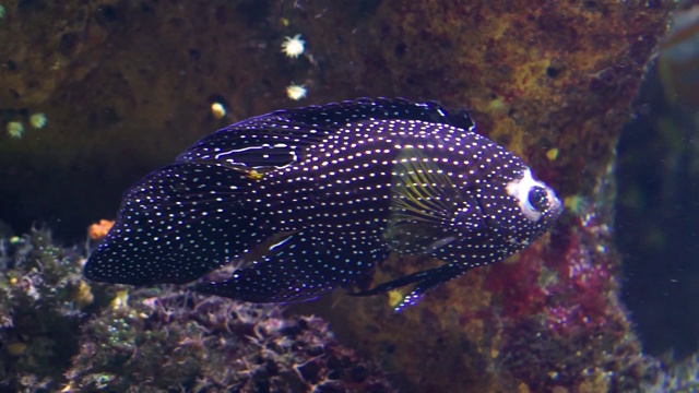 一个白色斑点慈鲷的特写，热带水族馆宠物，美丽的外来鱼类物种视频素材