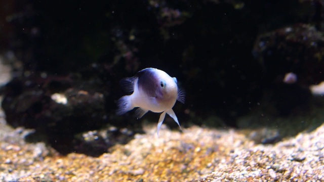 有黑色斑点的幼白慈鲷鱼，热带水族馆的宠物，在水下游泳视频素材