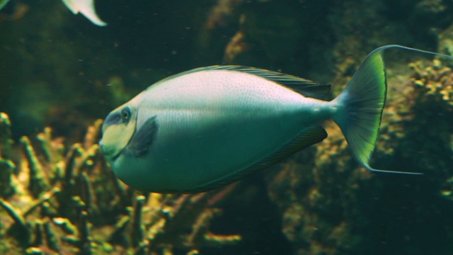 一个大鼻子独角兽游过的特写，有趣的热带水族馆宠物从印度太平洋视频素材