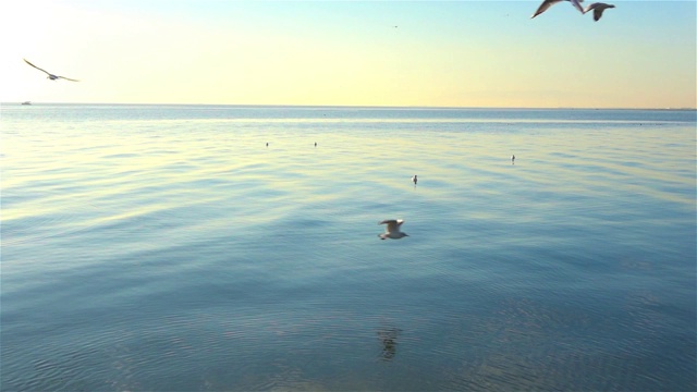 海鸥缓慢地飞过海洋。视频素材