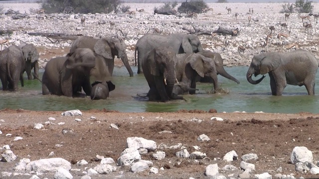 象群在Okaukuejo水坑洗澡，Etosha NP，纳米比亚视频素材