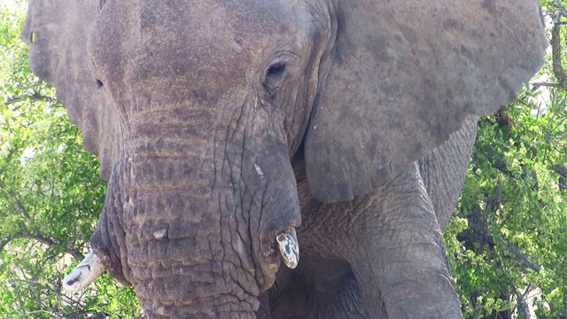 大象头特写在Etosha NP，纳米比亚视频素材