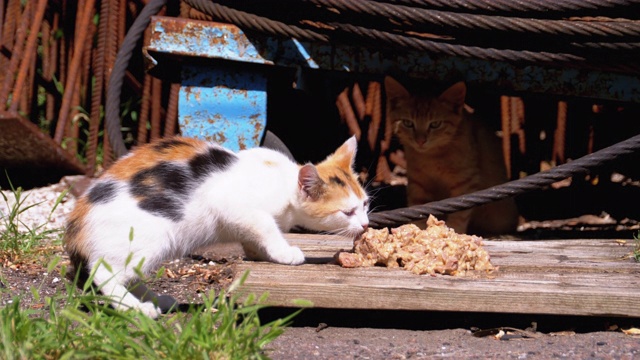 无家可归的野生三色小猫在街上的垃圾填埋场吃肉。喂流浪动物视频素材